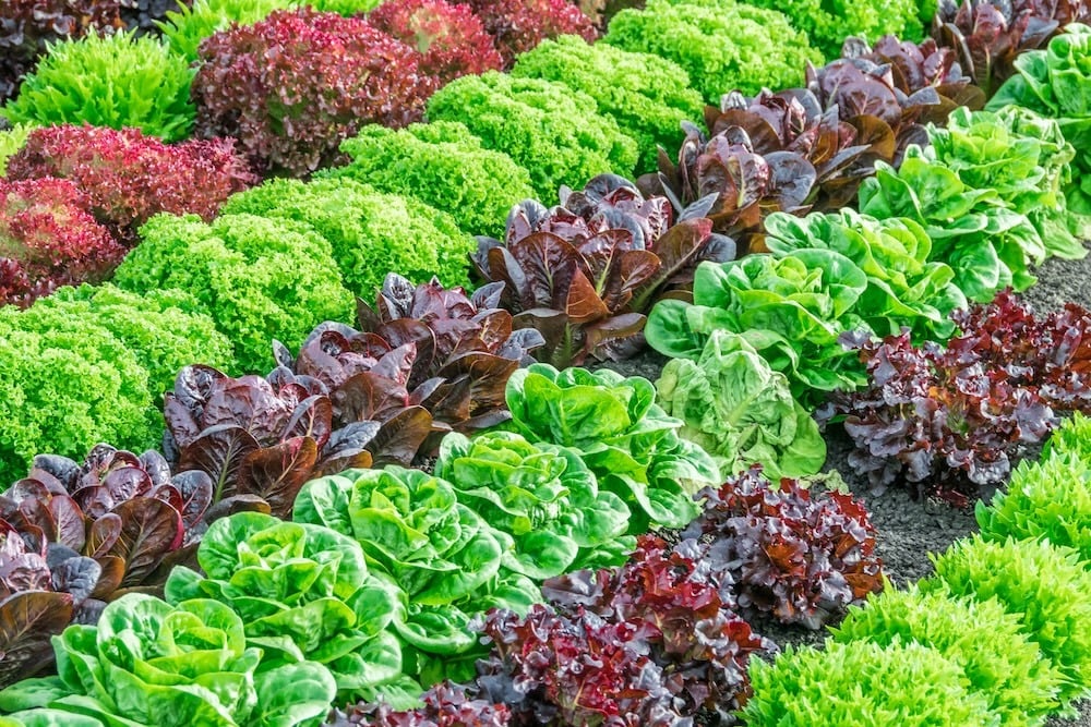 Lettuce 2