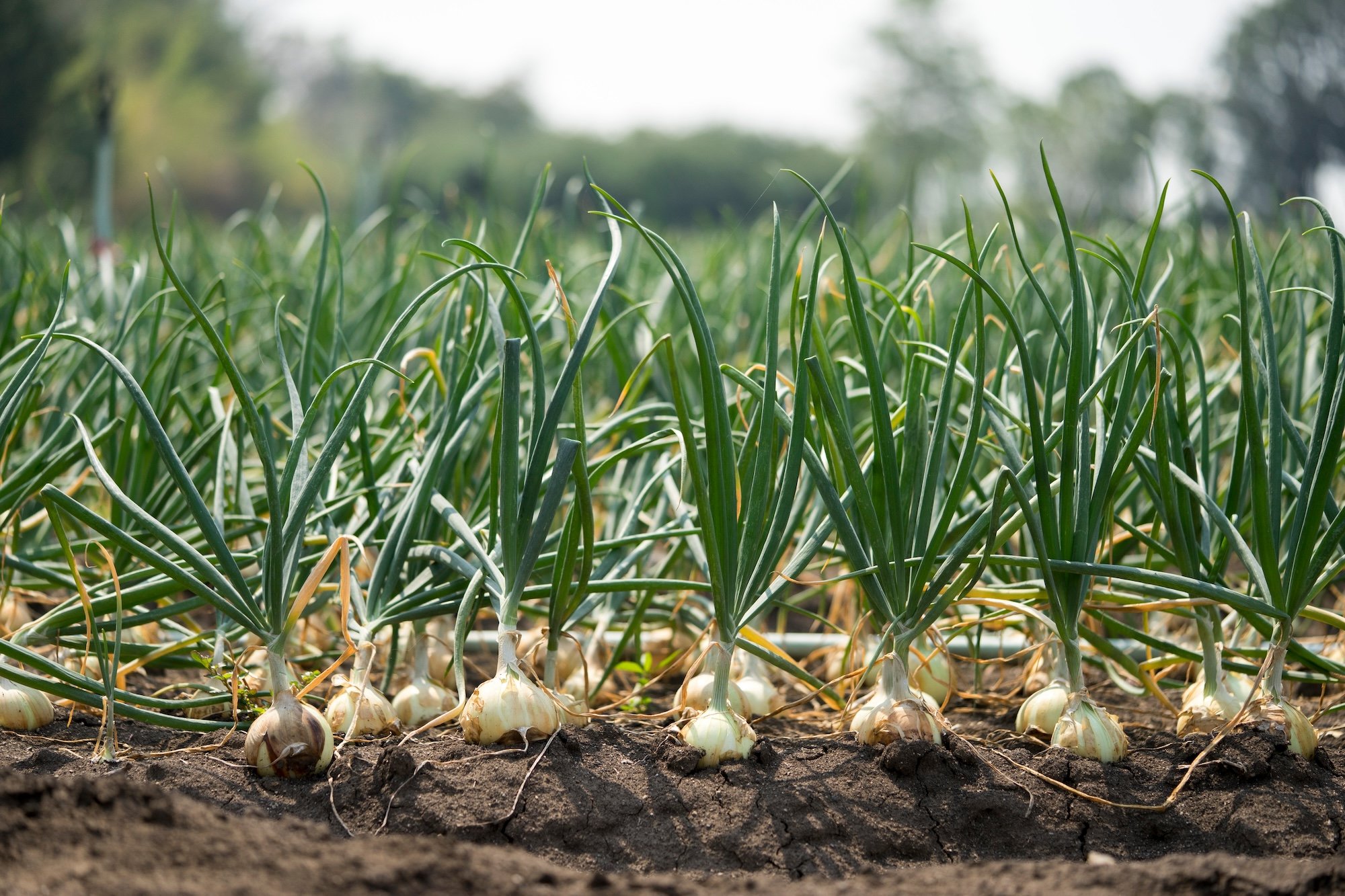 Focus Crop – Onions