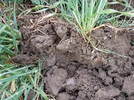 Soil-1