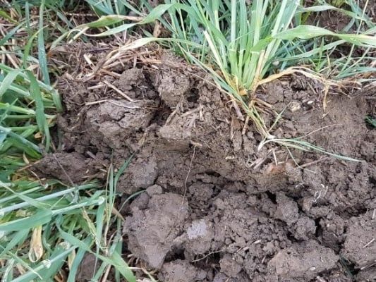 Soil-1